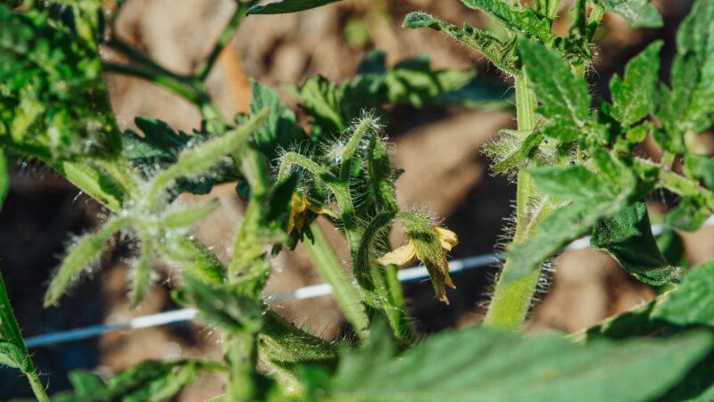 Detailed view of a young tomato plant with hairy stems and leaves.