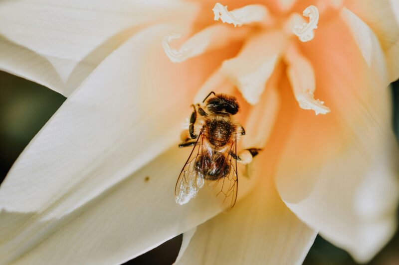 Detailed close-up of a bee collecting pollen from a vibrant flower.