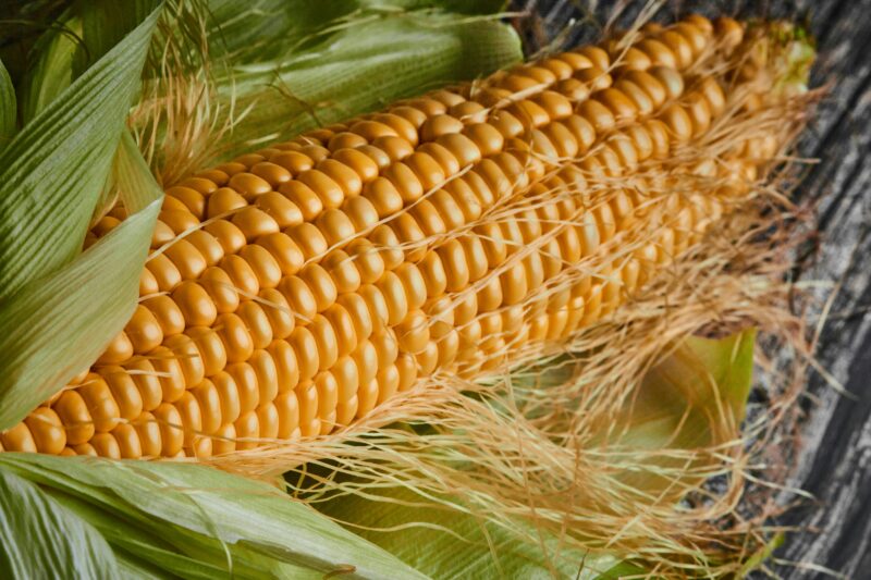 Close-up shot of a raw corn on the cob with husks, ideal for food and agriculture themes.