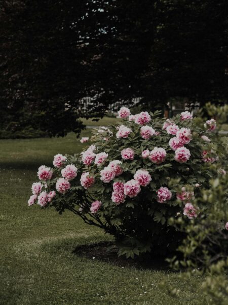 Vibrant pink peonies blooming in a lush outdoor garden setting