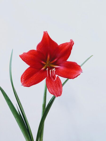 Close-up of a striking red amaryllis flower, showcasing its vivid petals and green leaves.