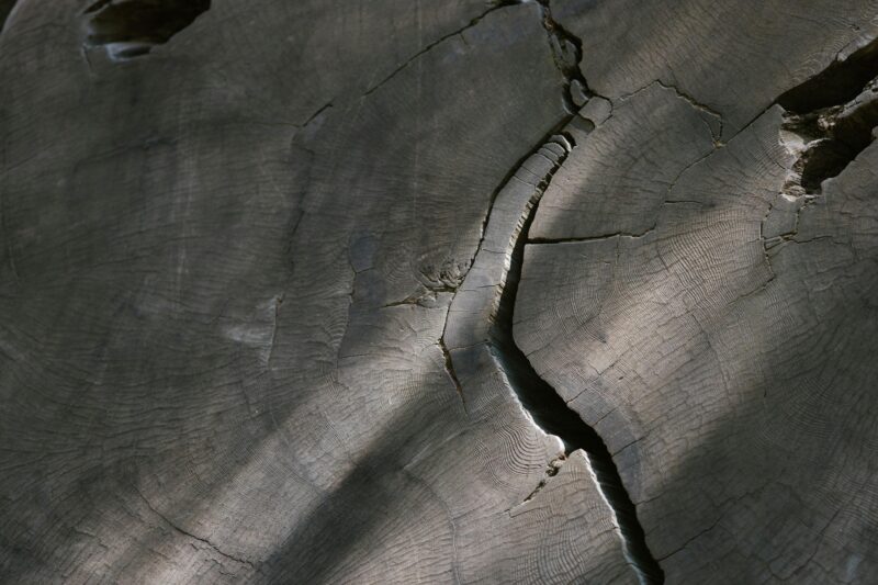 Detailed close-up view of cracked tree stump with rich texture and lighting.