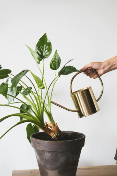 A lush green houseplant being watered with a golden metal watering can.