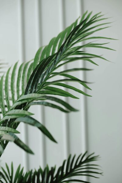 Close-up of vibrant palm leaves indoors, creating a natural pattern.