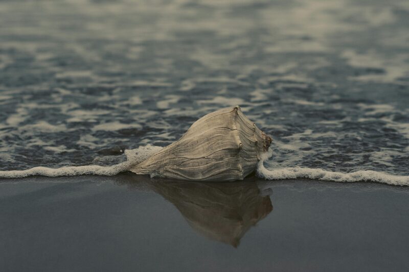 A weathered conch shell rests by the shore as gentle waves wash over the sand.