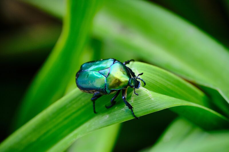 Macro shot of a shiny rose chafer beetle on a green leaf, showcasing vibrant colors.