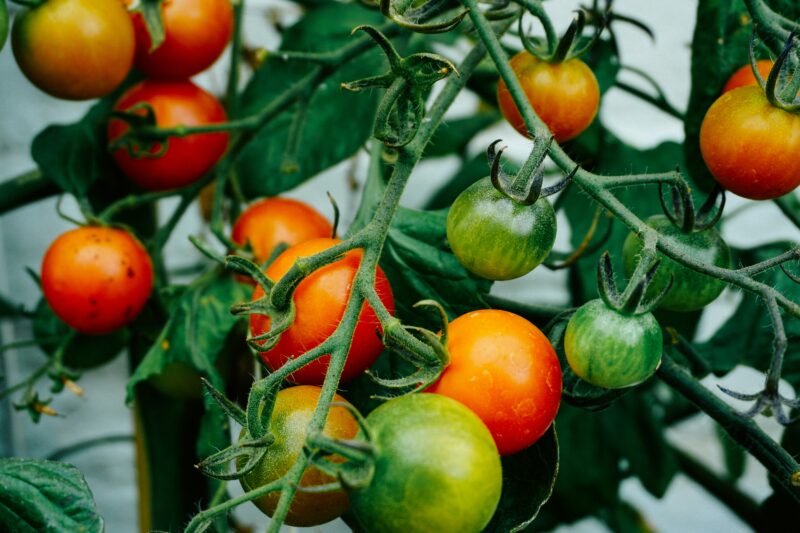 Tomatoes hanging on tomato plant