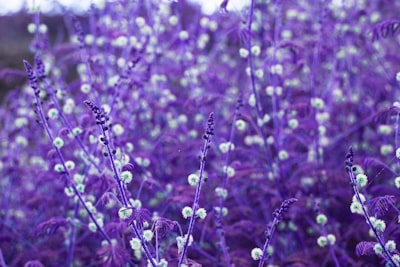 Field of lavender with a scenic backdrop of a dam area.