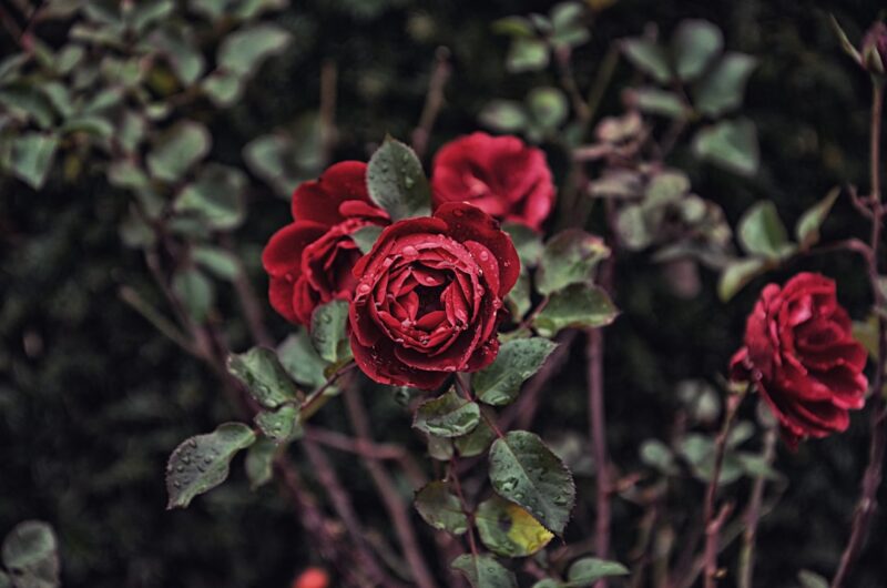 Dark Rose