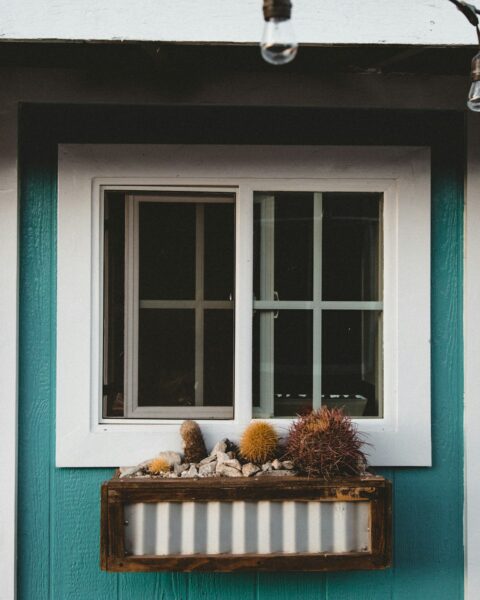 Yellow cactus plant beside closed window