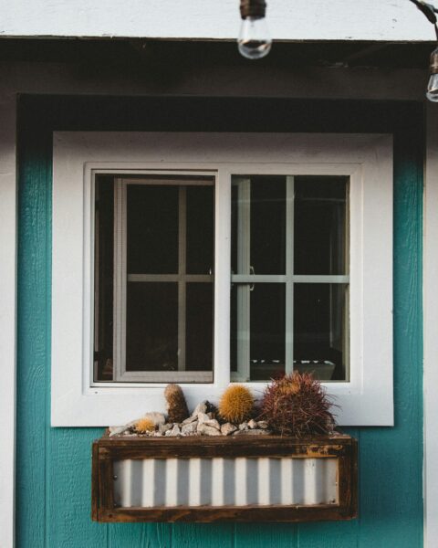 Yellow cactus plant beside closed window