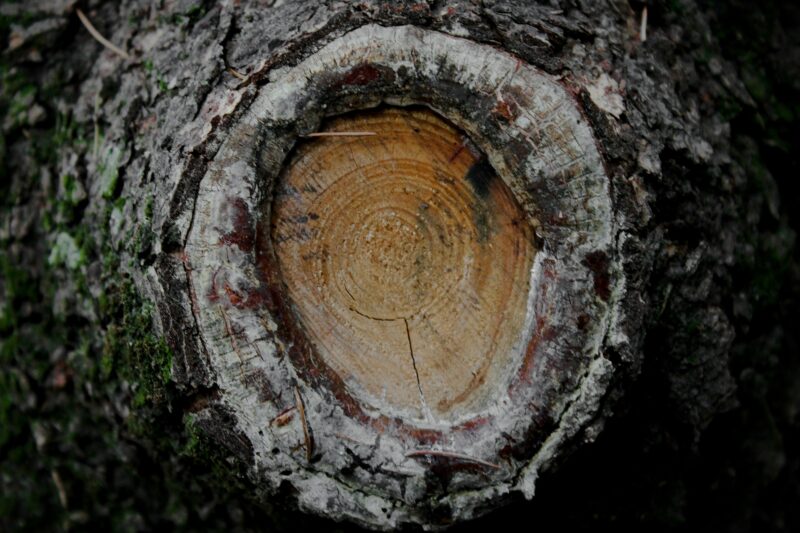Brown hole of tree trunk.
