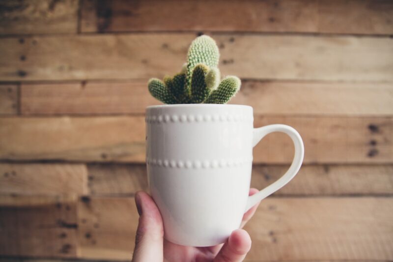 Person holding green cactus plant.