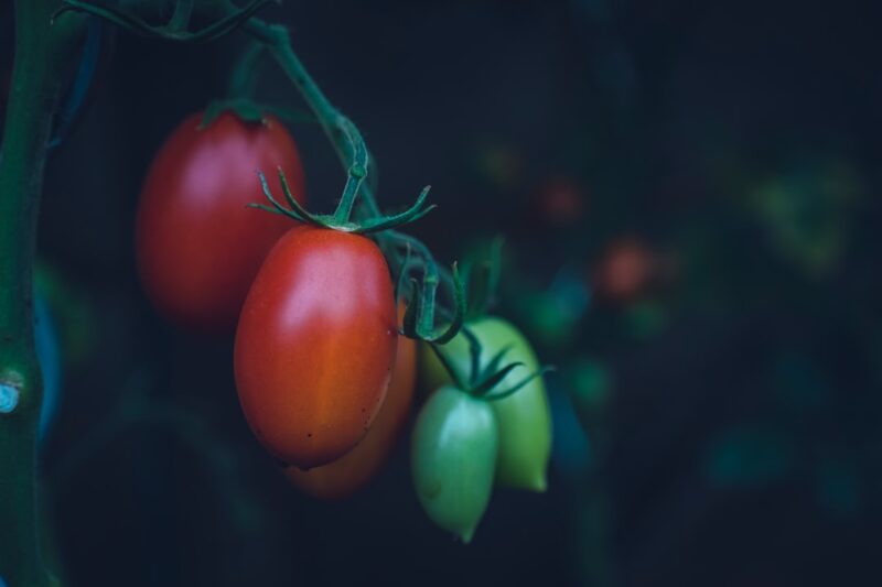 Selective focus photography of red and green fruits