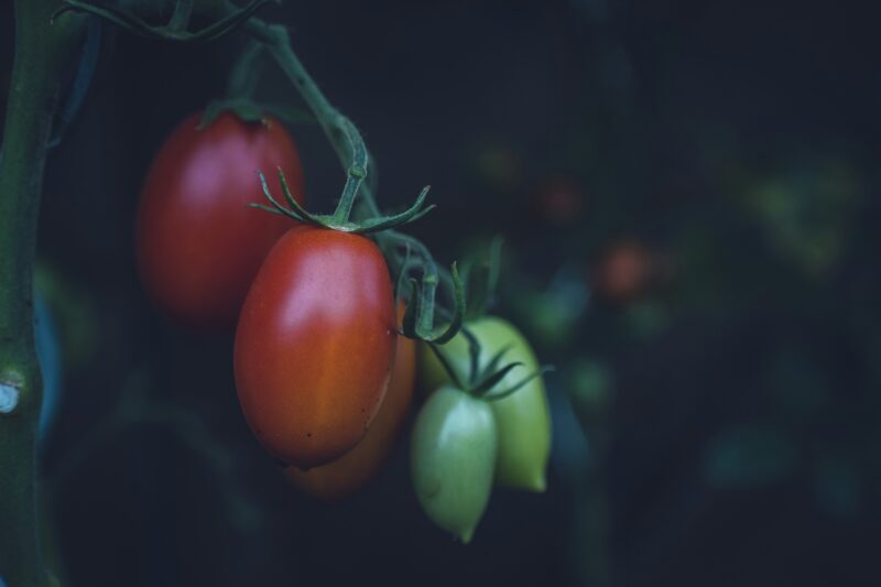 Selective focus photography of red and green tomatoes.
