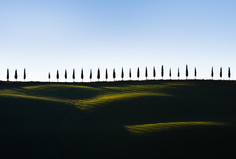 pine trees on green grass