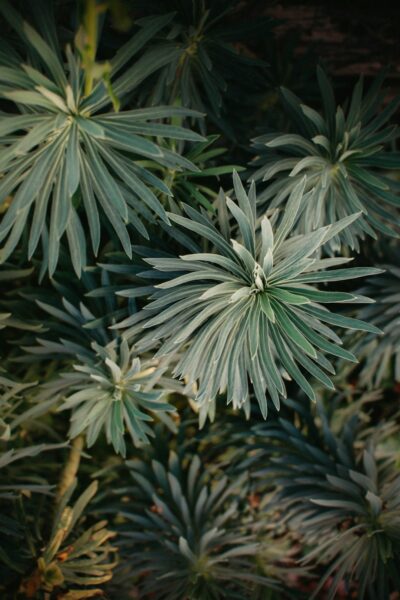 Shallow focus photo of green plants.