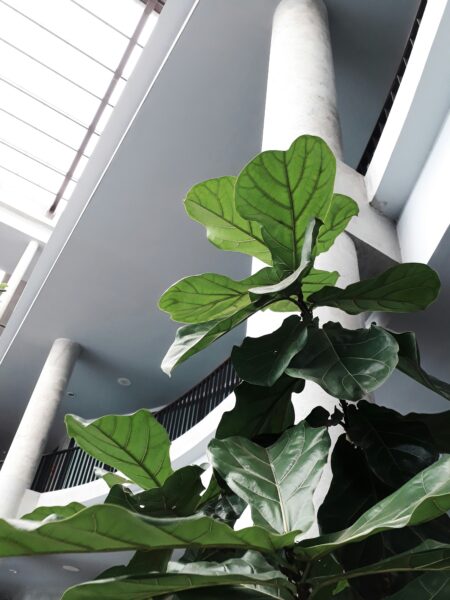 Green leafed plant