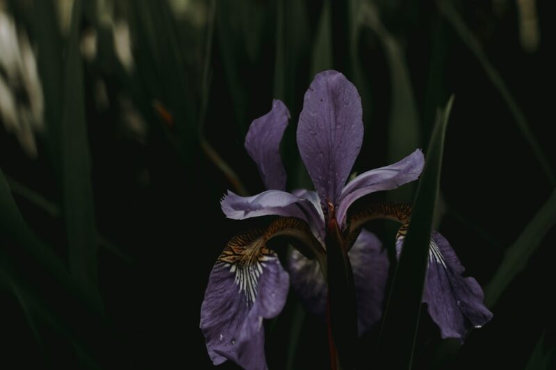 Selective focus photography of purple petaled flowers