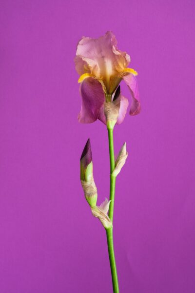 Pink and yellow flower in close up photography