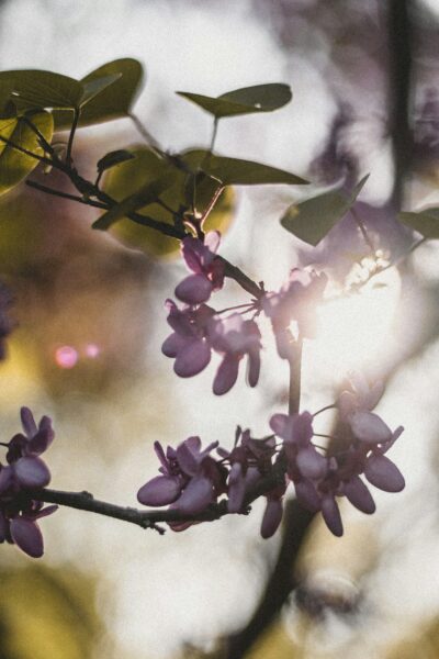 purple flower in the evening sunshine.