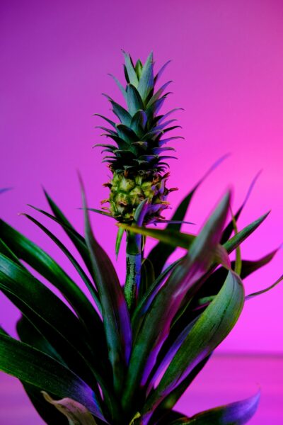 Green and brown pineapple fruit.