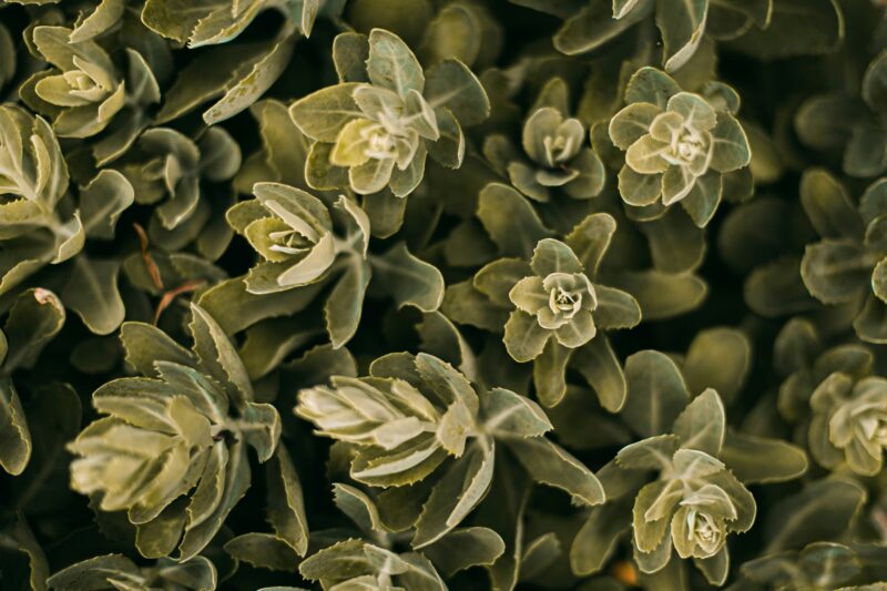 White and green flower buds
