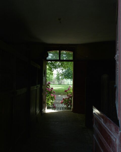 Green plants on brown wooden window