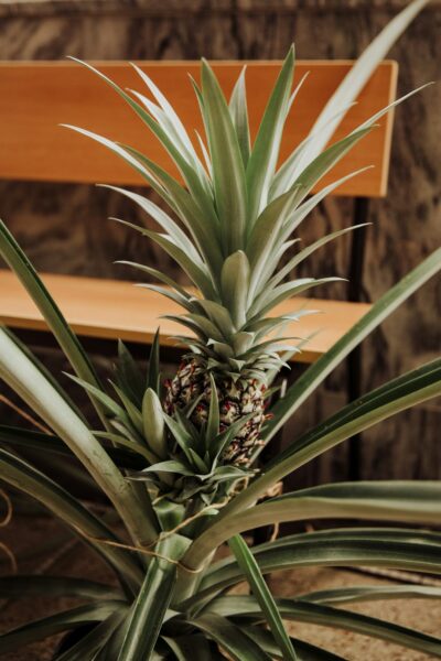 Green and brown pineapple plant.