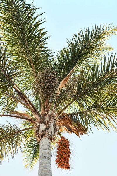 Green palm tree under blue sky during daytime.
