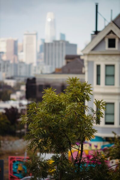 Green tree in front of white concrete building during daytime