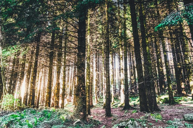 Afternoon sunlight breaks through the dark pine forest on Slievenaslat Mountain in Castlewellan Forest Park.
