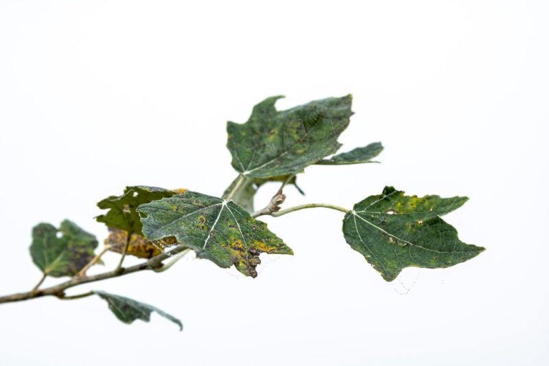 Green leaf with white background