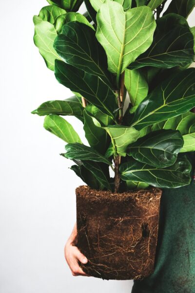 Man holding a potless Ficus lyrata