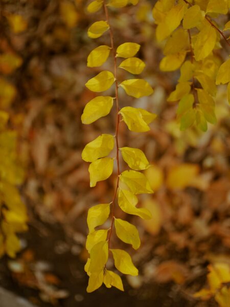Yellow leaves on brown soil