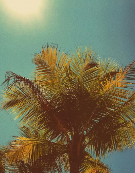 Green palm tree under blue sky during daytime.