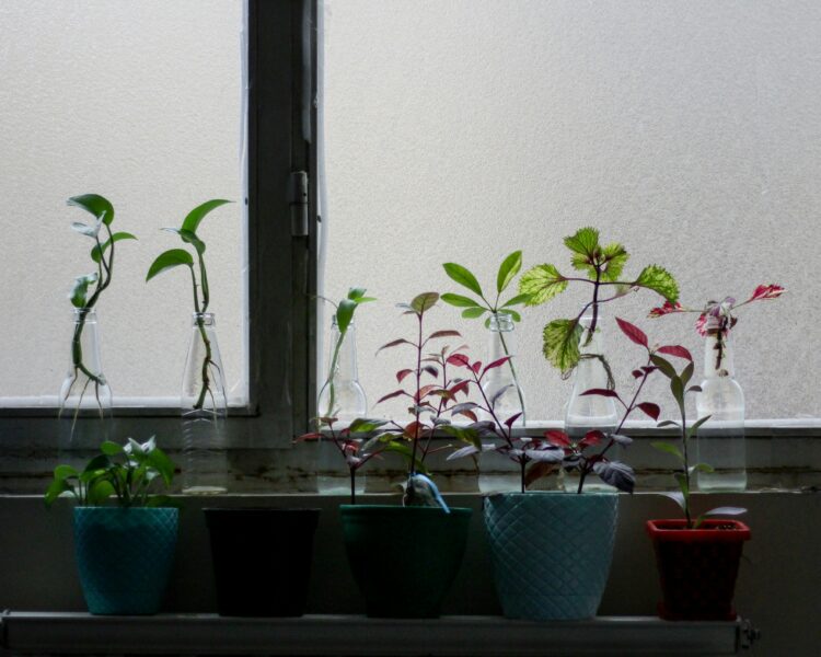 Green potted plants on blue clay pots