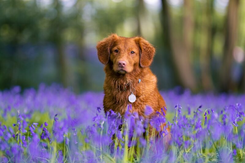 Brown short coated dog on purple flower field during daytime
