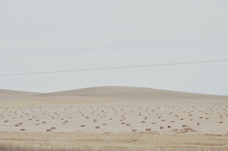 A herd of cattle grazing on a dry grass field
