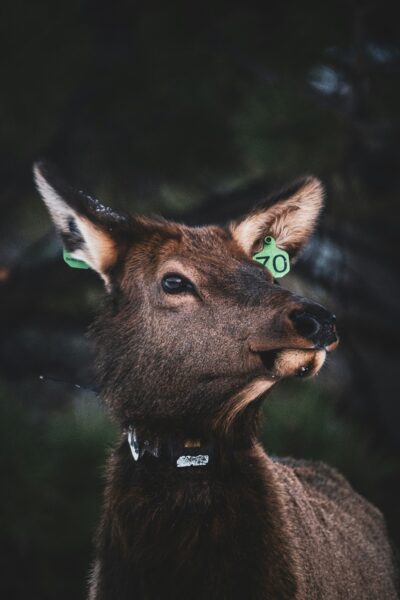 A close up of a deer with a green bow on its head