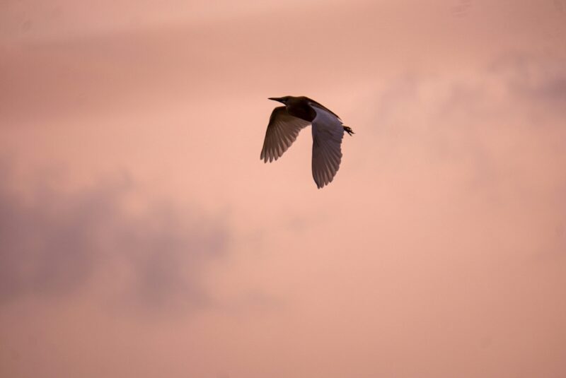 A black and white bird flying in the sky.