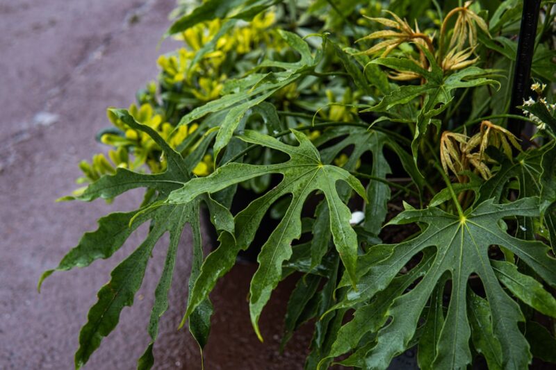 A close up of a plant with green leaves.