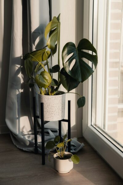 A plant in a pot adding a touch of tropical greenery to the interior.