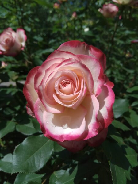 a pink rose with water droplets on it