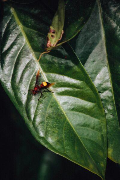 A bug sitting on top of a green leaf.