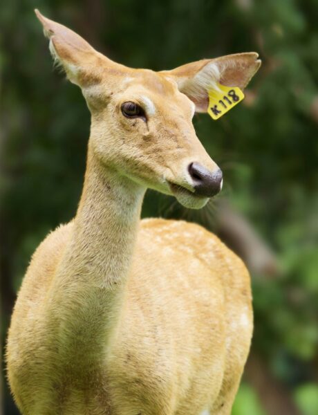 A close up of a deer with a tag on its ear