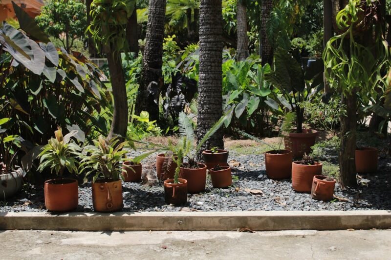 A group of potted plants