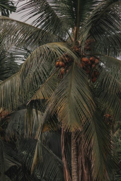 A palm tree with fruit.