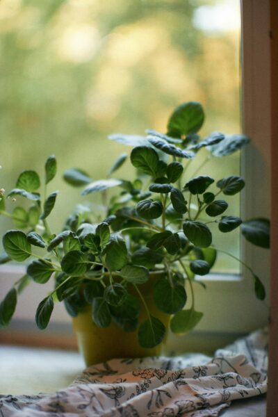 A potted plant in a room