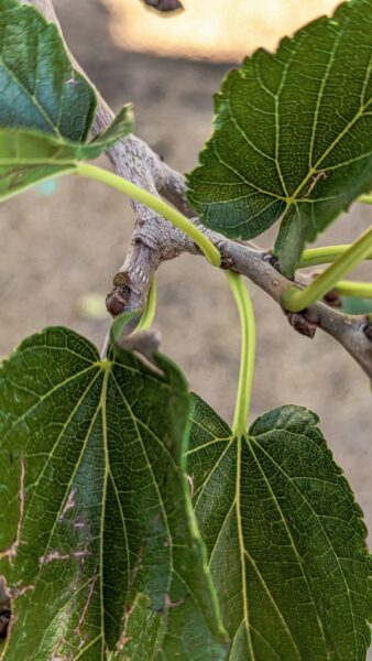 A lizard on a branch with healthy leaves